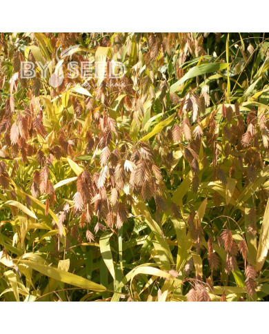 Chasmantium latifolium (Uniola)