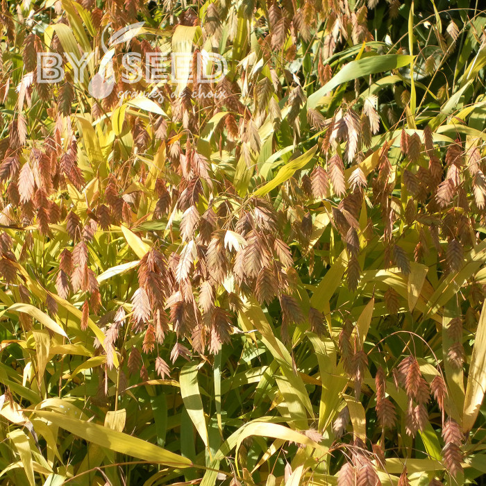 Chasmantium latifolium (Uniola)