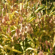 Chasmantium latifolium (Uniola)