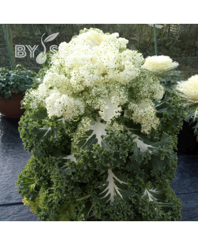 Chou kale (frisé) Frost Byte