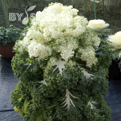 Chou kale (frisé) Frost Byte