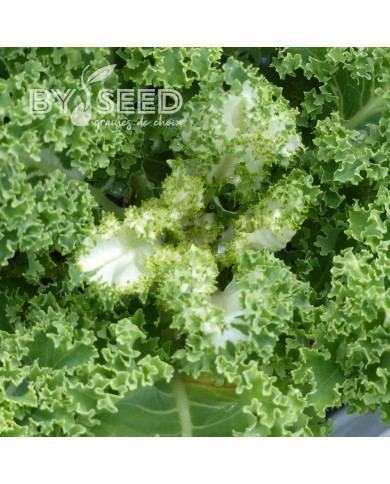 Chou kale (frisé) Frost Byte