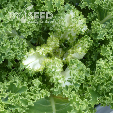 Chou kale (frisé) Frost Byte