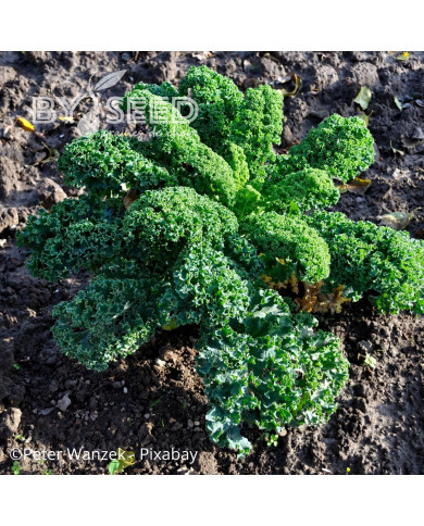 Chou kale Frisé Vert Nain (Lage Moskrul)