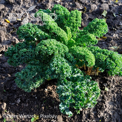 Chou kale Frisé Vert Nain (Lage Moskrul)