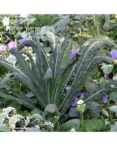 Chou palmiste Noir de Toscane (Nero di Toscana)