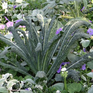 Chou palmiste Noir de Toscane (Nero di Toscana)