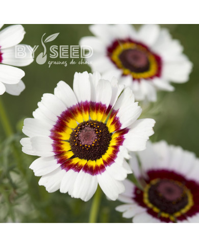 Chrysanthème à carène Cockade