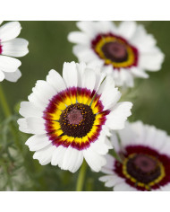 Chasmantium latifolium (Uniola)