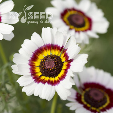 Chrysanthème à carène Cockade