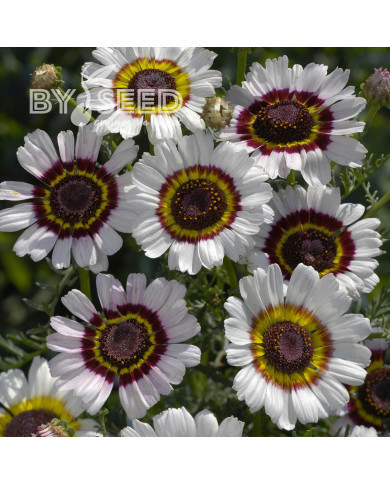 Chrysanthème à carène Cockade