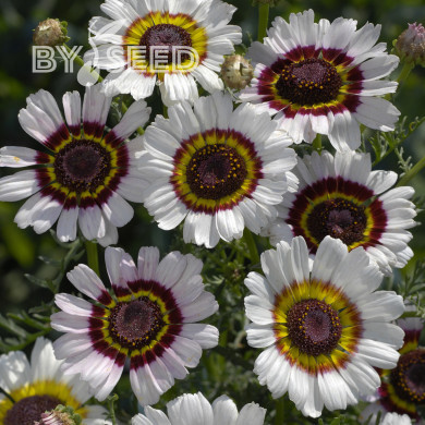 Chrysanthème à carène Cockade