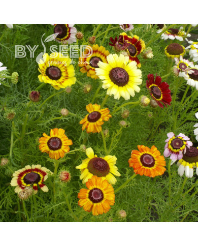 Chrysanthème à carène Rainbow Mix