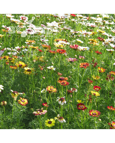 Chrysanthème à carène Rainbow Mix