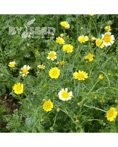 Chrysanthème comestible Single Mix