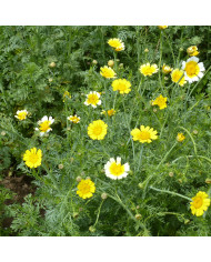Chrysanthème paludosum Snow Daisy