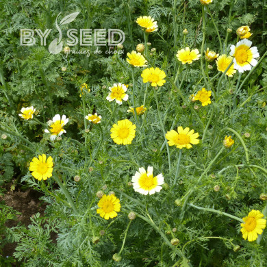 Chrysanthème comestible Single Mix