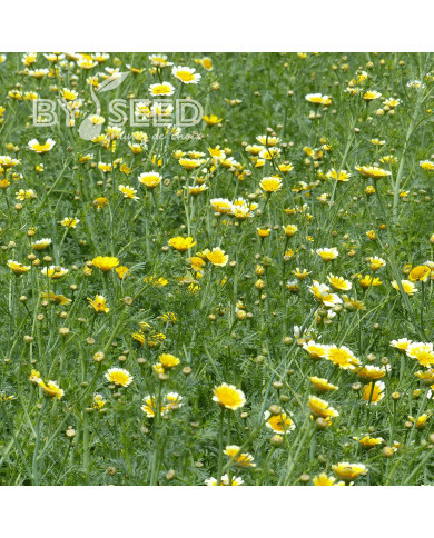 Chrysanthème comestible Single Mix