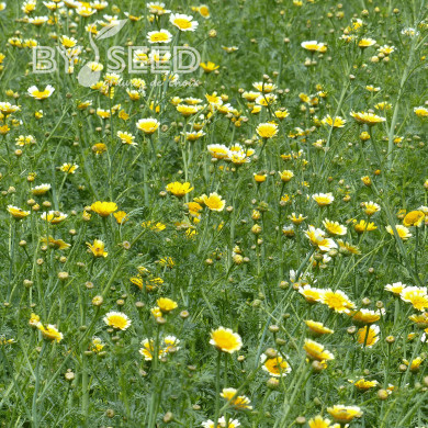 Chrysanthème comestible Single Mix