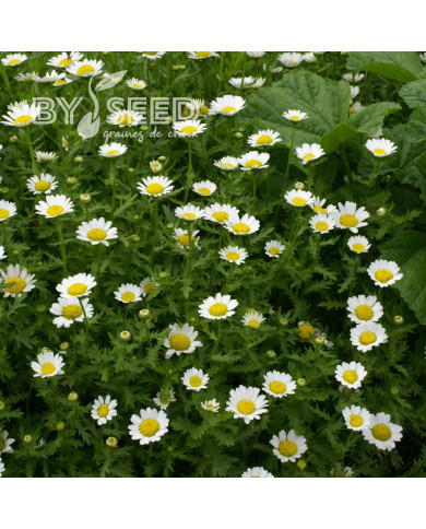 Chrysanthème paludosum Snow Daisy