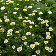 Chrysanthème paludosum Snow Daisy
