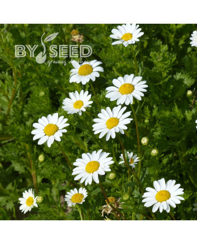 Chrysanthème paludosum Snow Daisy