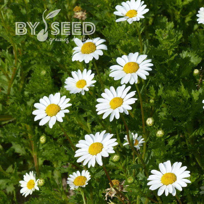 Chrysanthème paludosum Snow Daisy