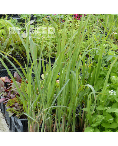 Citronelle du Gabon - Cymbopogon citratus