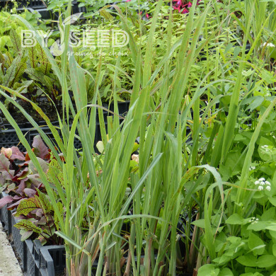 Citronelle du Gabon - Cymbopogon citratus