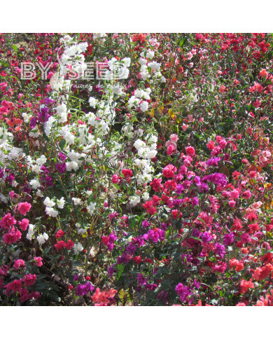 Clarkia élégant Double Mix