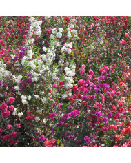 Clématite tangutica Helios