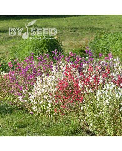 Clarkia élégant Double Mix