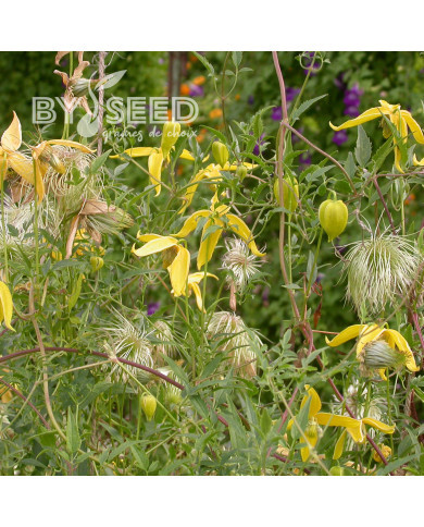 Clématite tangutica Helios