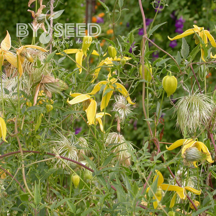 Clématite tangutica Helios
