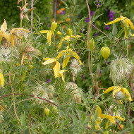 Clématite tangutica Helios
