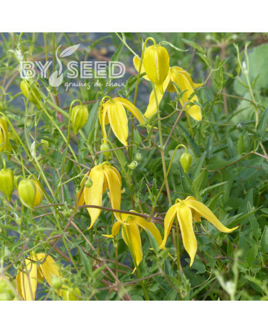 Clématite tangutica Helios