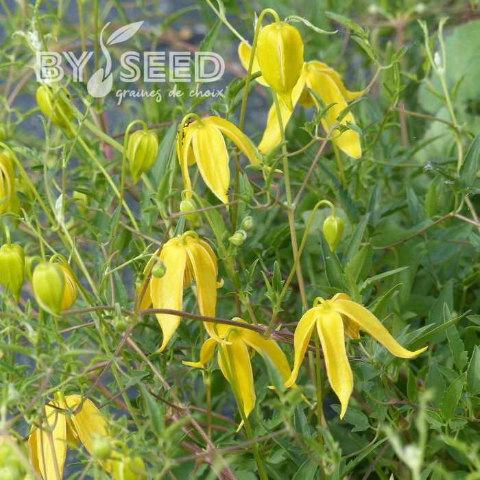 Clématite tangutica Helios