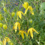 Clématite tangutica Helios
