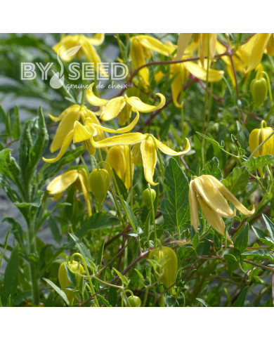 Clématite tangutica Helios