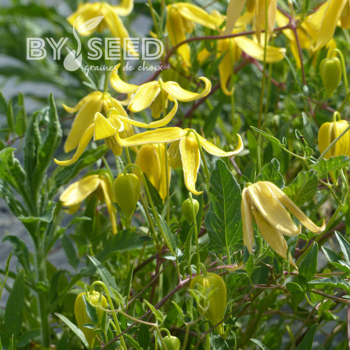 Clématite tangutica Helios