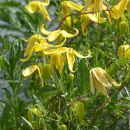 Clématite tangutica Helios