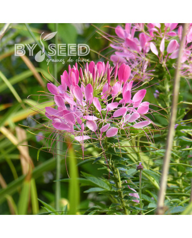 Cléome épineux Cherry Queen