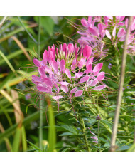 Clématite tangutica Helios