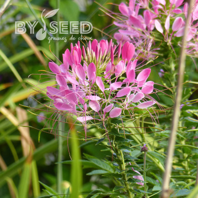 Cléome épineux Cherry Queen