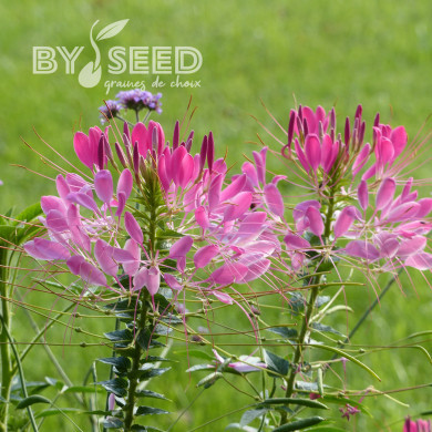 Cléome épineux Cherry Queen