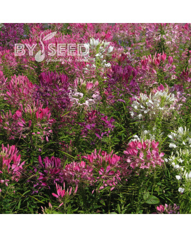 Cléome épineux Colour Fountain Mix