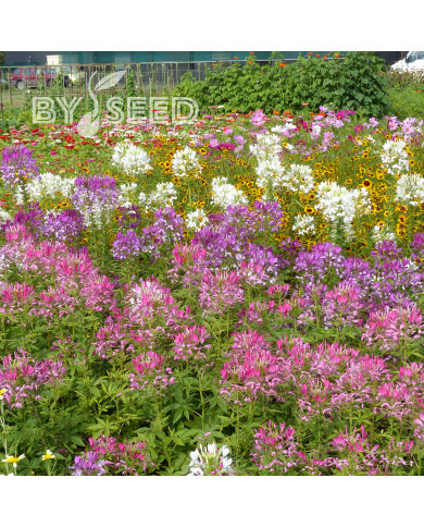 Cléome épineux Colour Fountain Mix