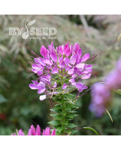 Cléome épineux Violet Queen