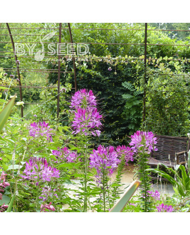 Cléome épineux Violet Queen