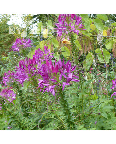 Cléome épineux Violet Queen